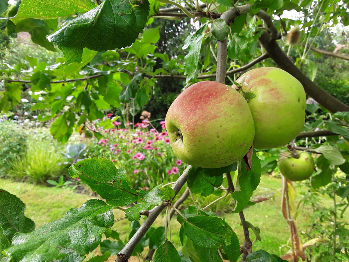 Appelen in een natuurtuin.